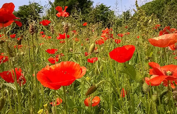 The Beacon Park poppy field