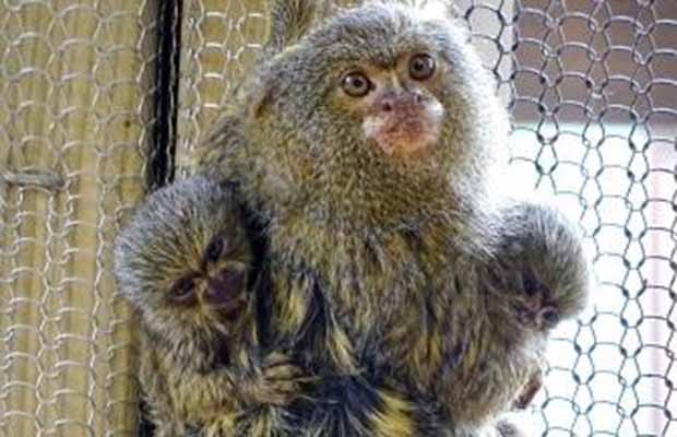 The new pygmy marmosets