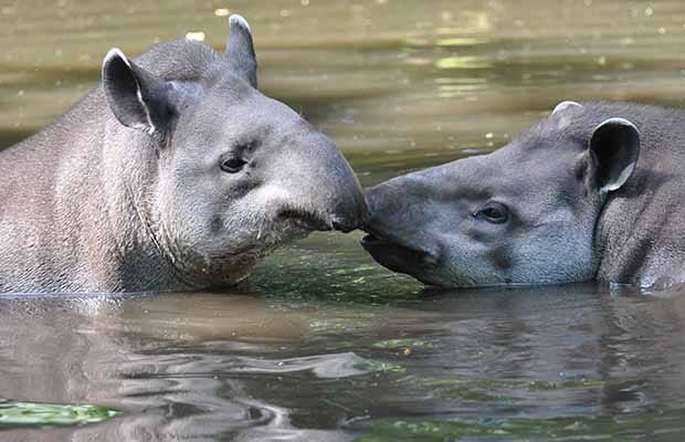 The tapirs making a splash at Drayton Manor Park
