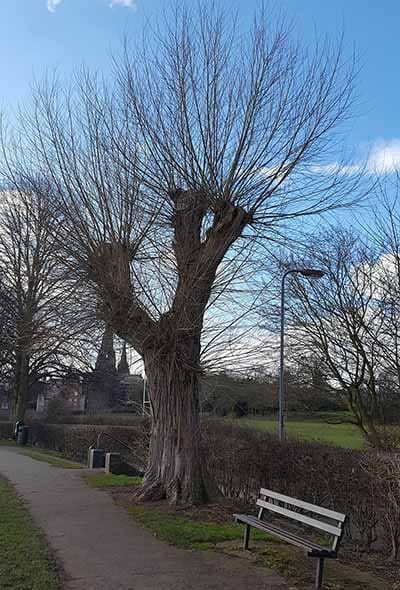 Johnson's Willow