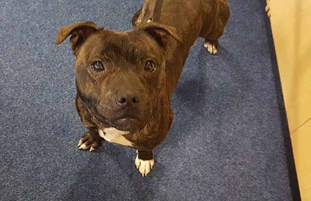 New Staffordshire Police recruit Cooper