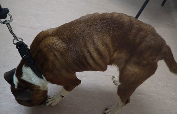 Skye the dog who was found underweight