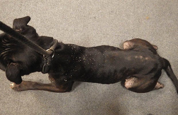 Diesel the dog who was found underweight