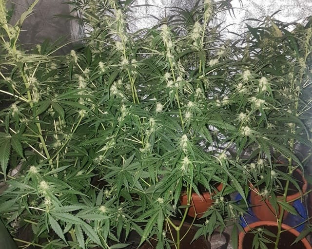 Cannabis plants seized in Lichfield
