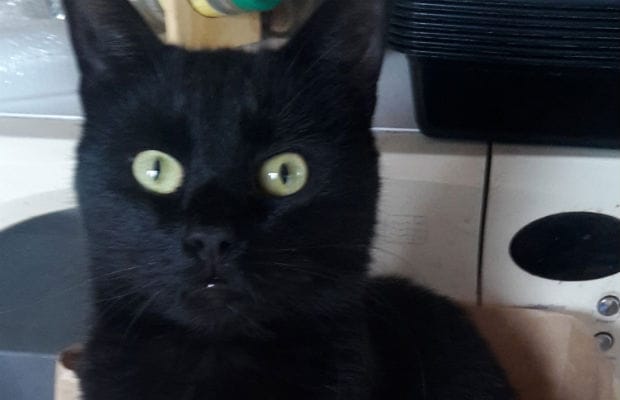 Button the cat