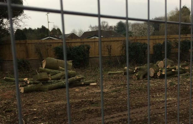 The trees cut down to make way for the Lichfield southern bypass