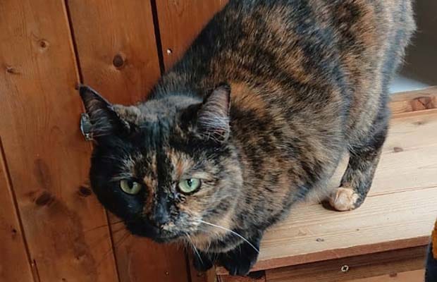 Crystal the cat