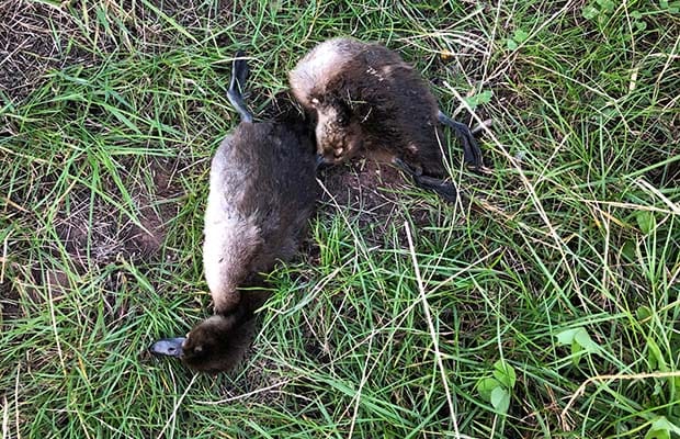 Two of the animals found