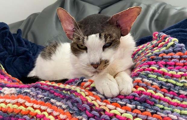 Spot the cat after his operation
