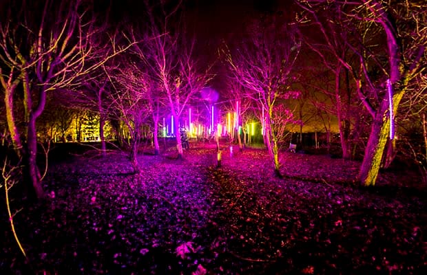 Illuminated Arboretum