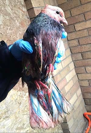 One of the birds found in Lichfield