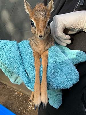 The baby antelope