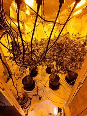 Cannabis plants seized by police in Burntwood
