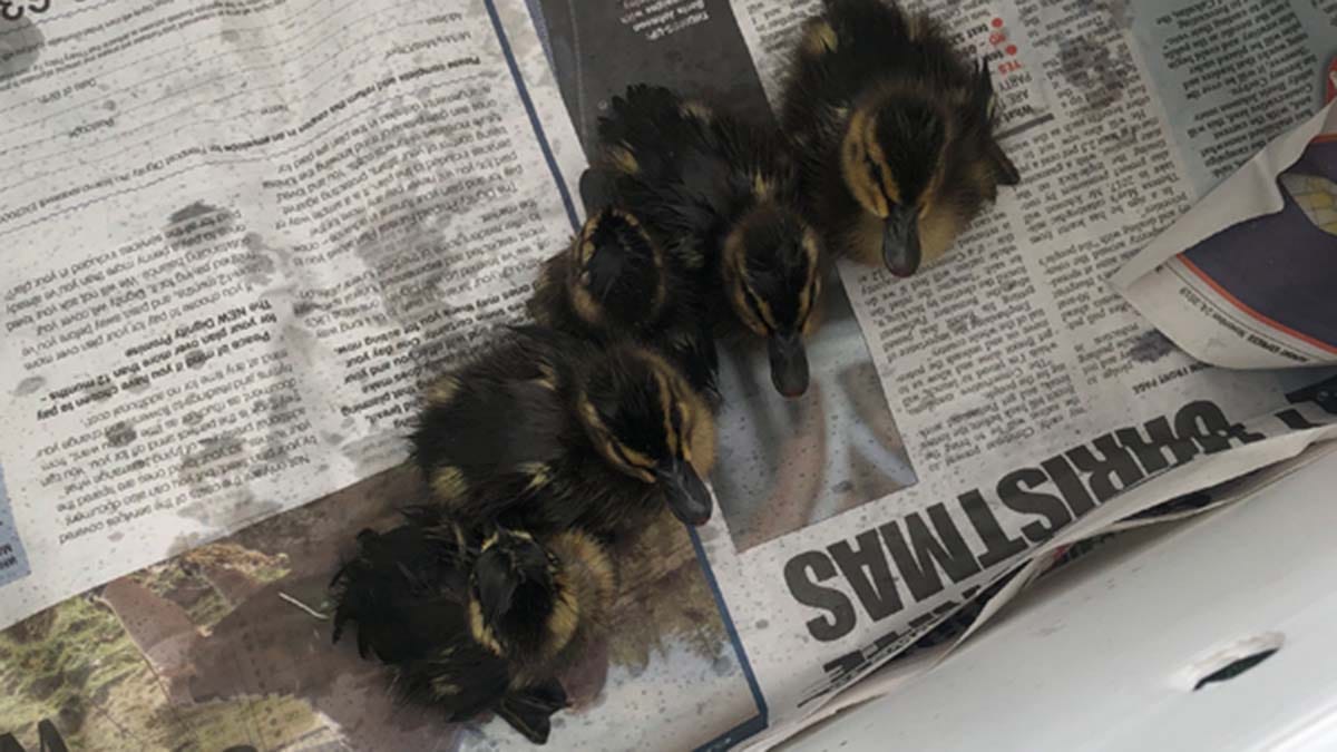 The ducklings rescued in Lichfield