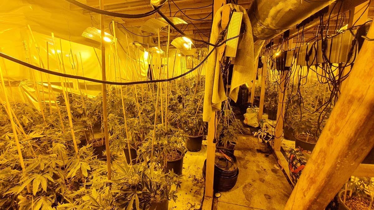 The cannabis farm uncovered by police in Armitage