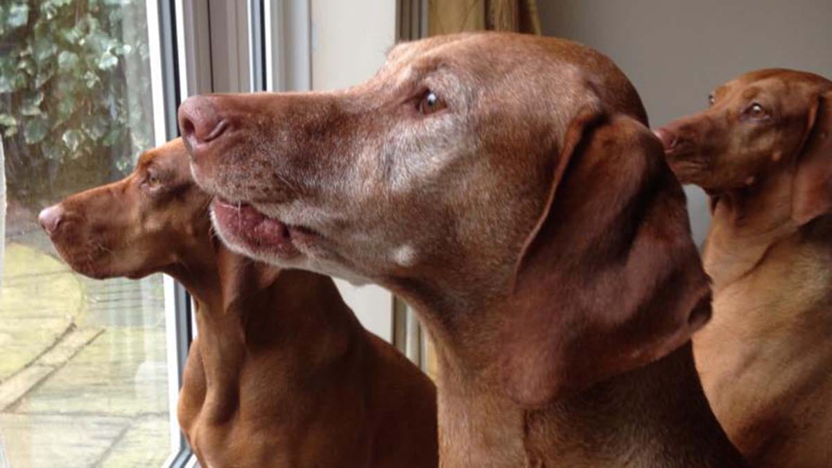 The image of Stan, Rosie and Maddie has been called 'Squirrel patrol'