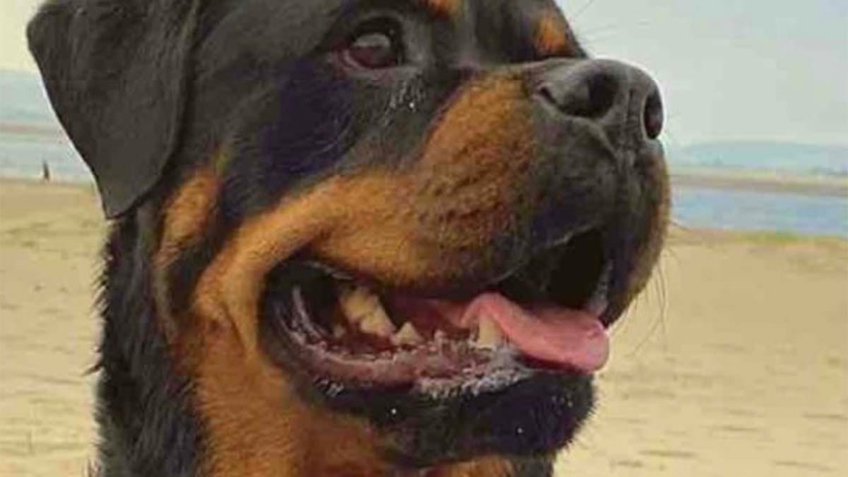 Jaz the Rottweiler
