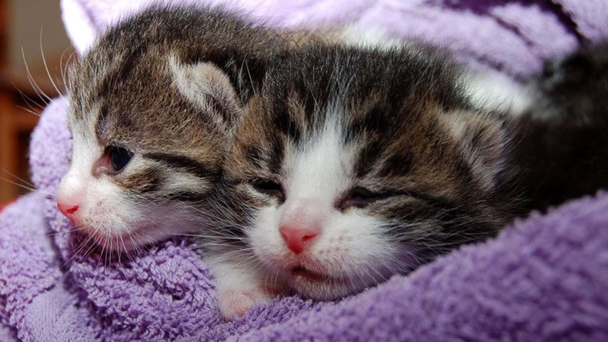 Cats
