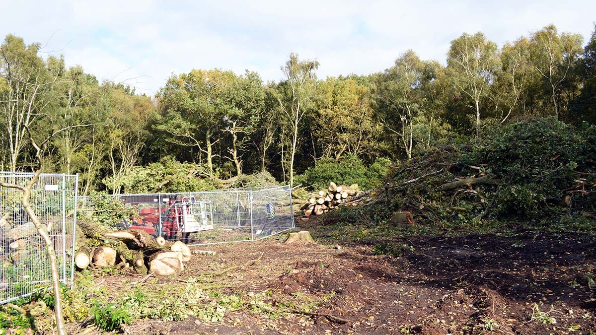 One of the areas of woodland where HS2 preparatory work is taking place