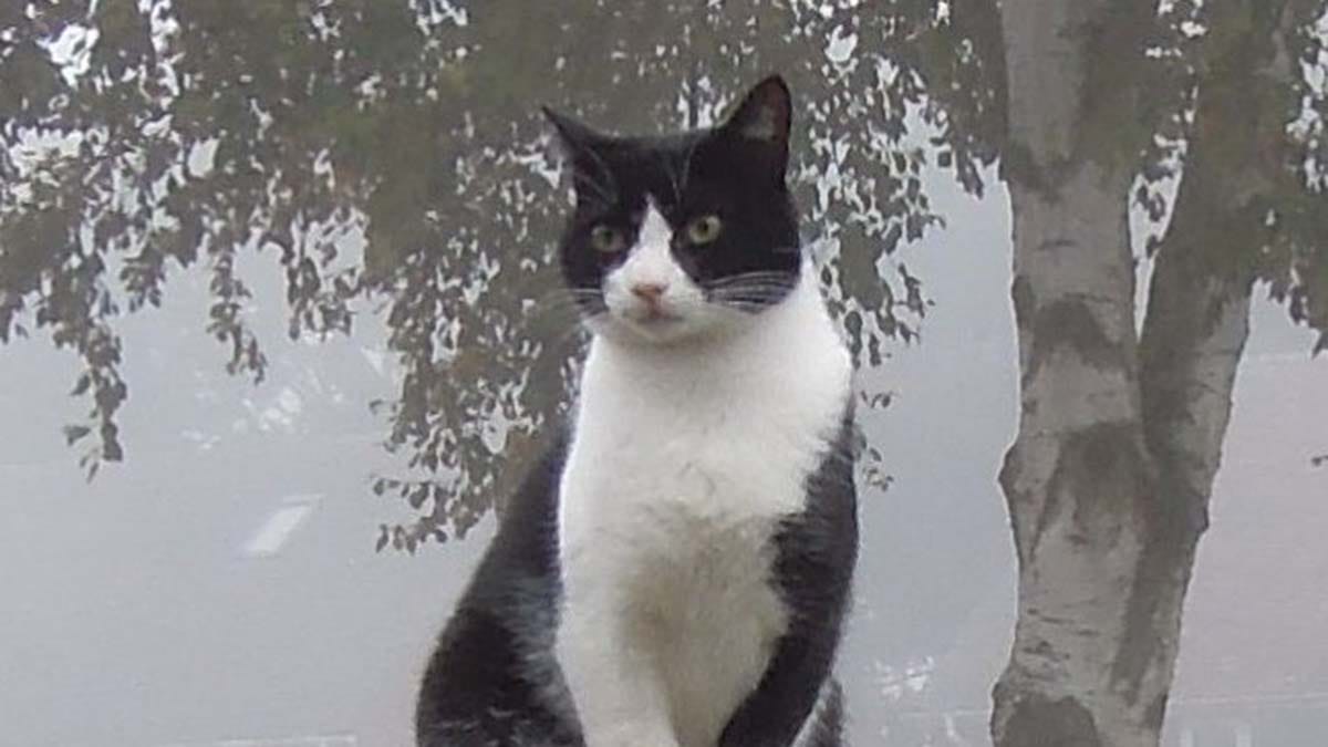 Pefki the cat