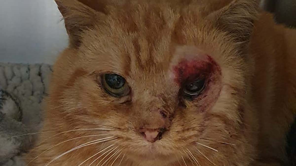 The cat found injured in Lichfield
