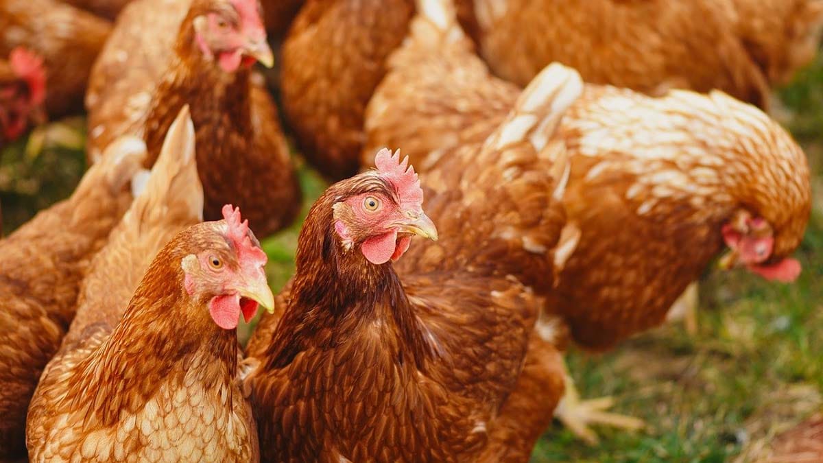 Chickens
