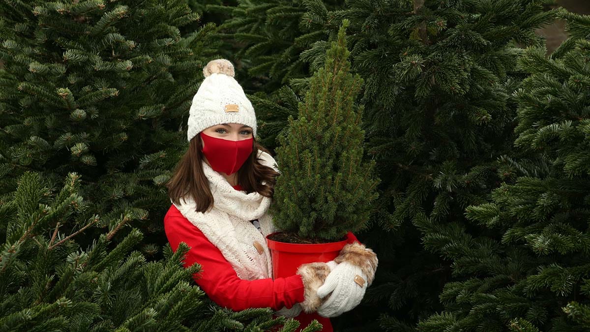 Christmas trees