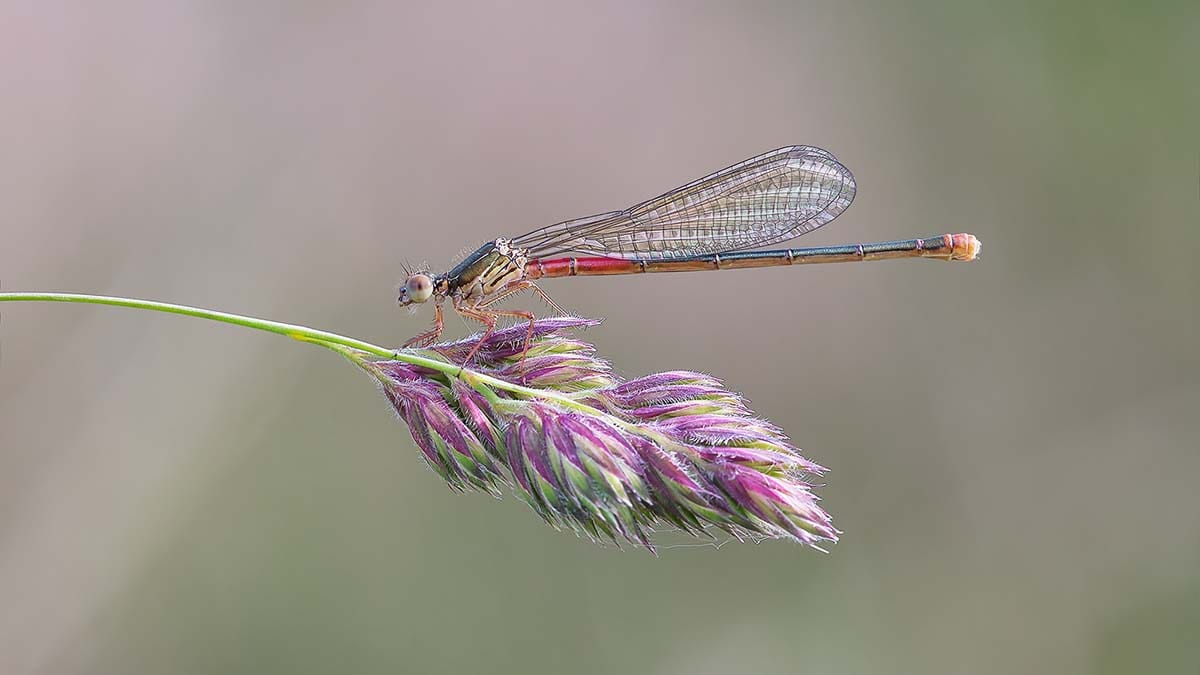 Female Small Red Damselfly by Darron Matthews