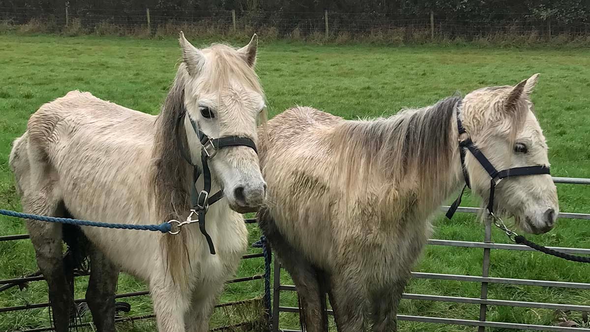 The two ponies found abandoned in Clifton Campville