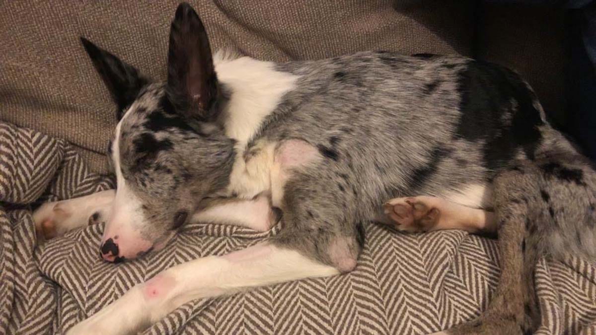 Stonnie the border collie