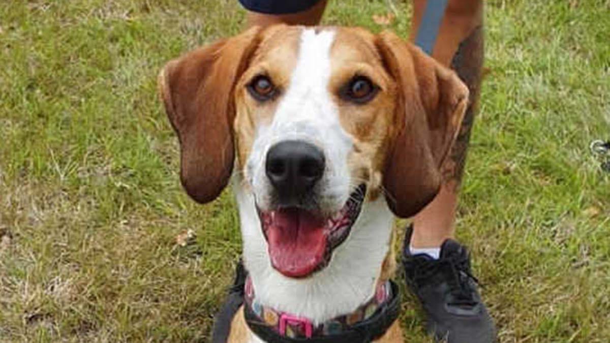 A dog being cared for by the RSPCA