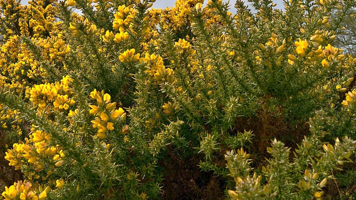 Gorse bush