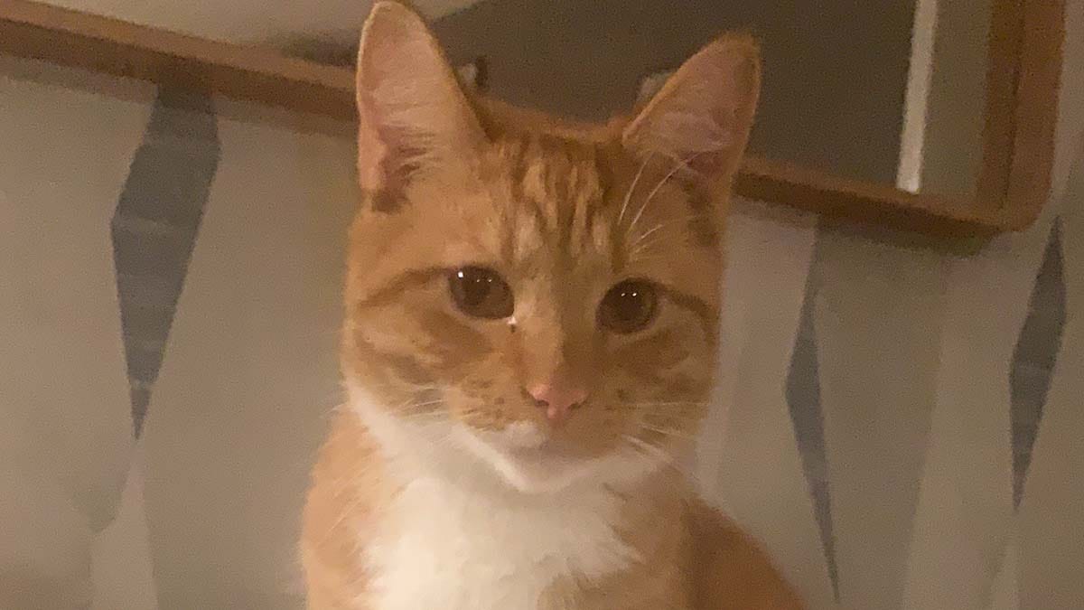 Tommy the cat who has gone missing from his home in Streethay