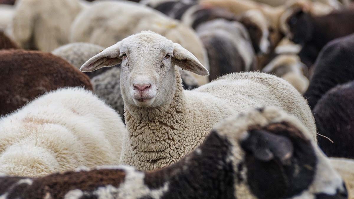 Sheep