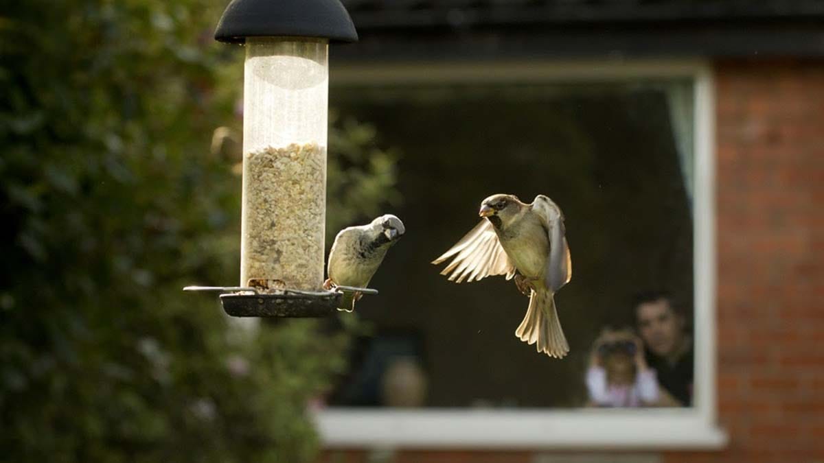 Garden birds
