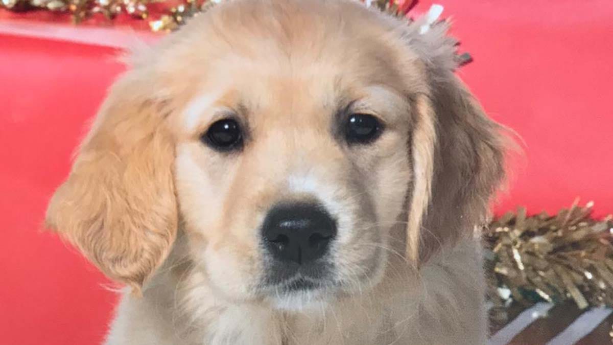 Ginger the guide dog