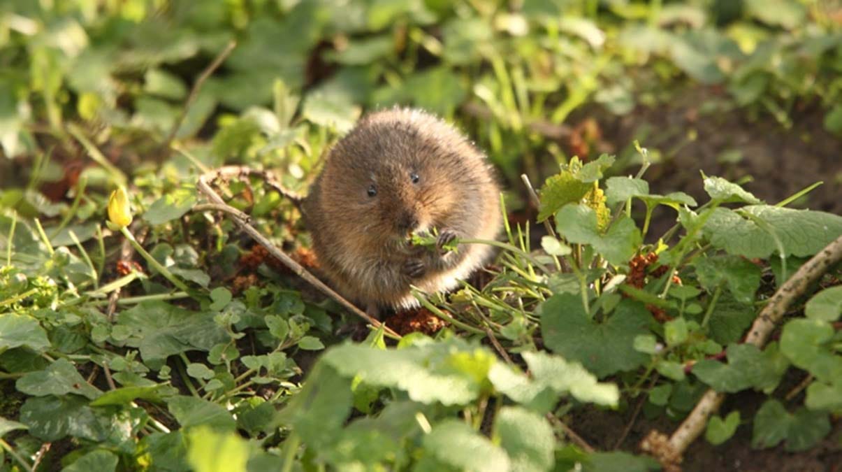 Water vole