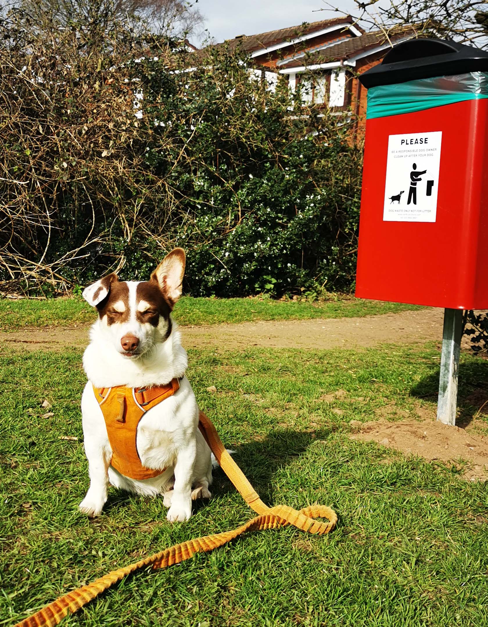 Woody the dog at the new poo bin