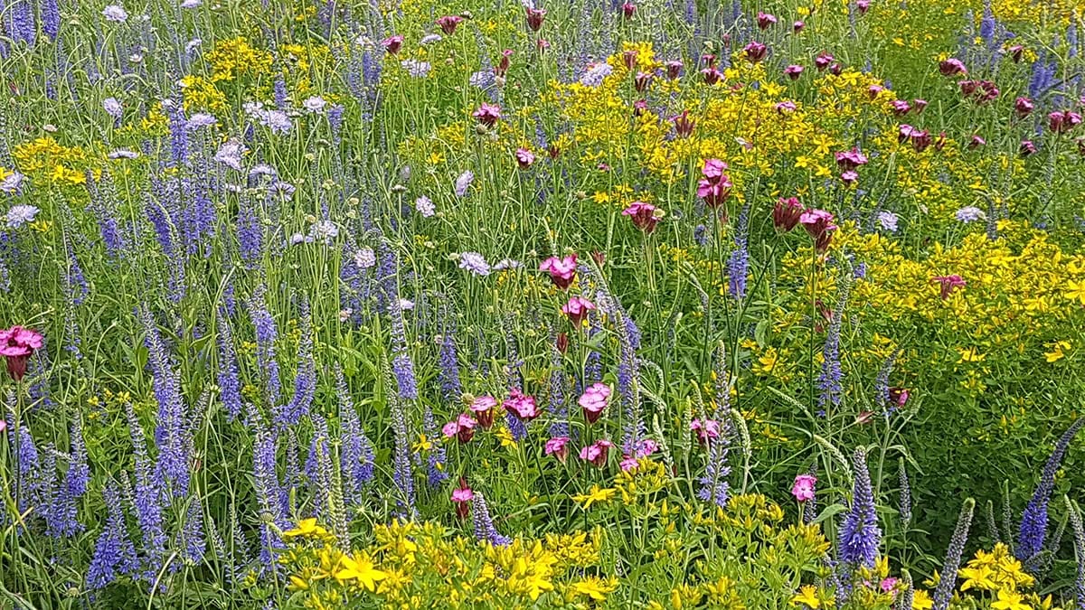 Wildflowers at Crossroads