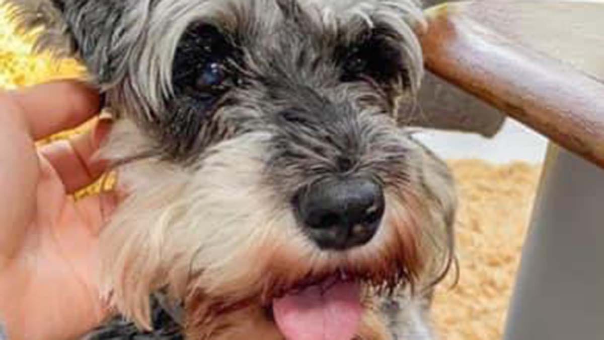 Missing dog Trouser