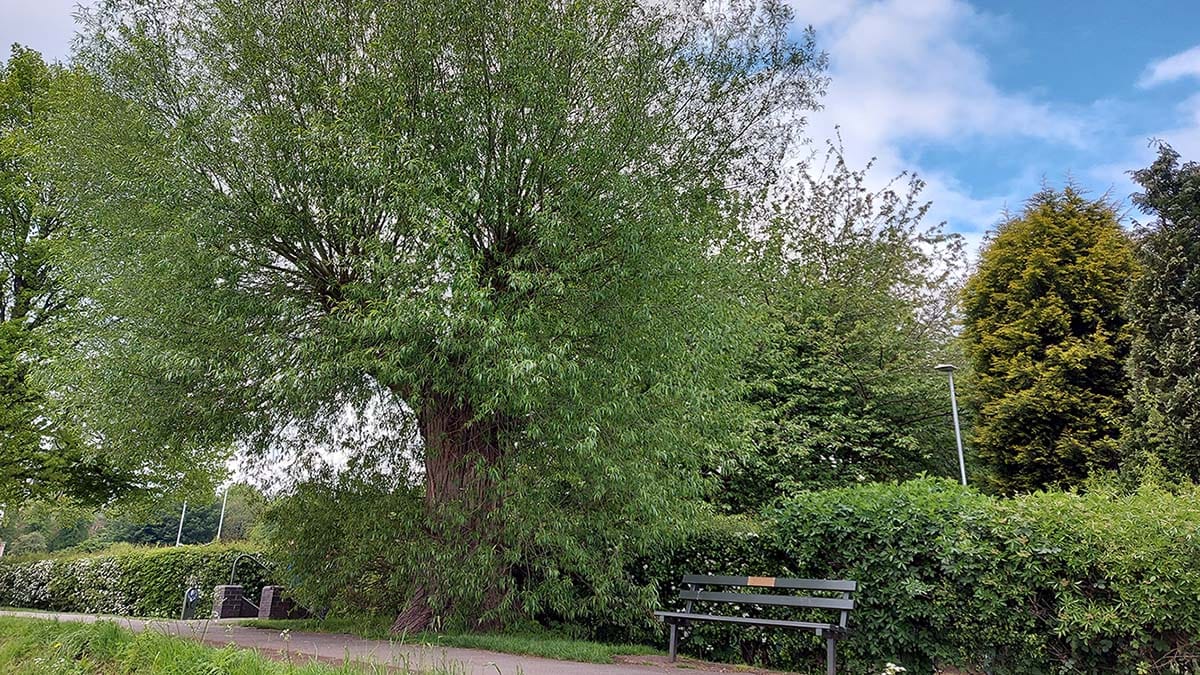 Johnson's Willow