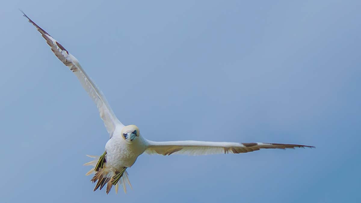 Gannet by Kevin Terry