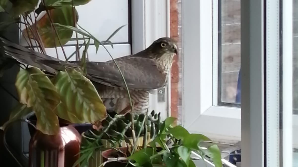 The sparrowhawk in the Nicholl family's home