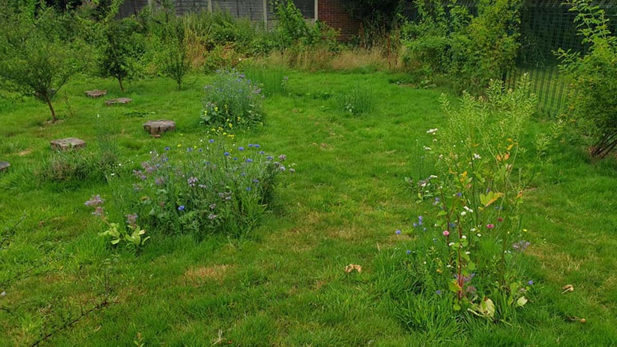 A wildflower area at Curborough Community Centre