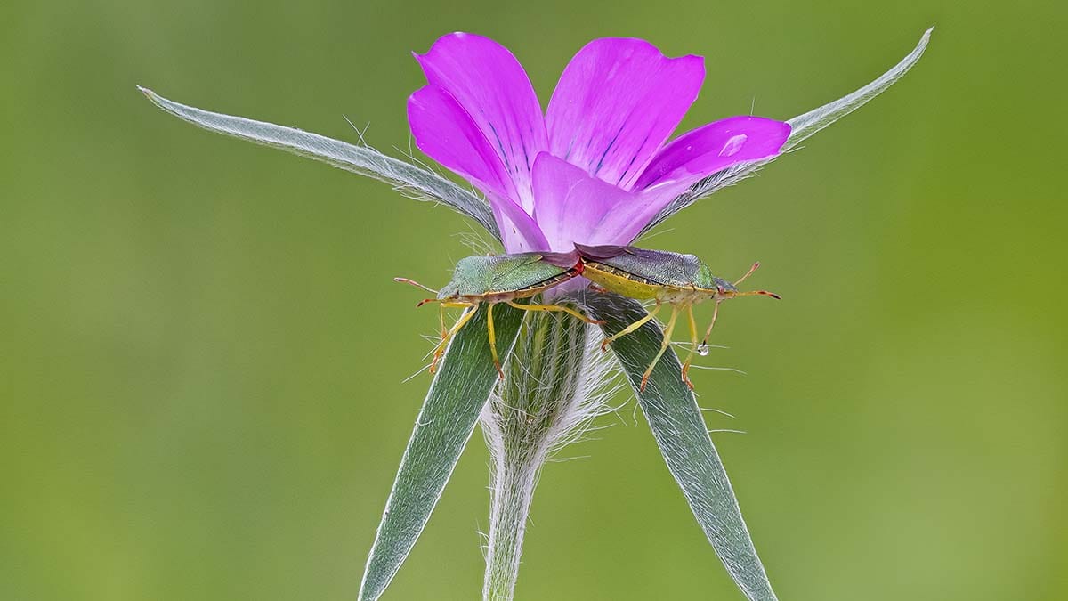 Shield Bugs Paired on Corn Cockle