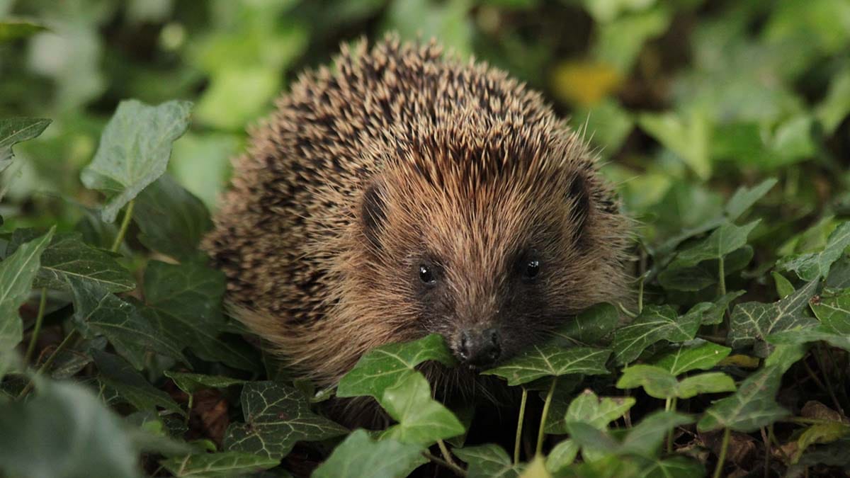 Hedgehog