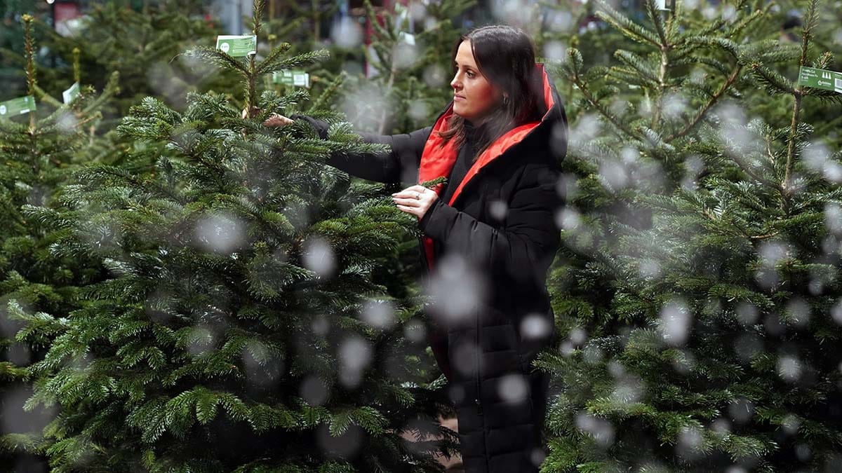 Buying Christmas trees