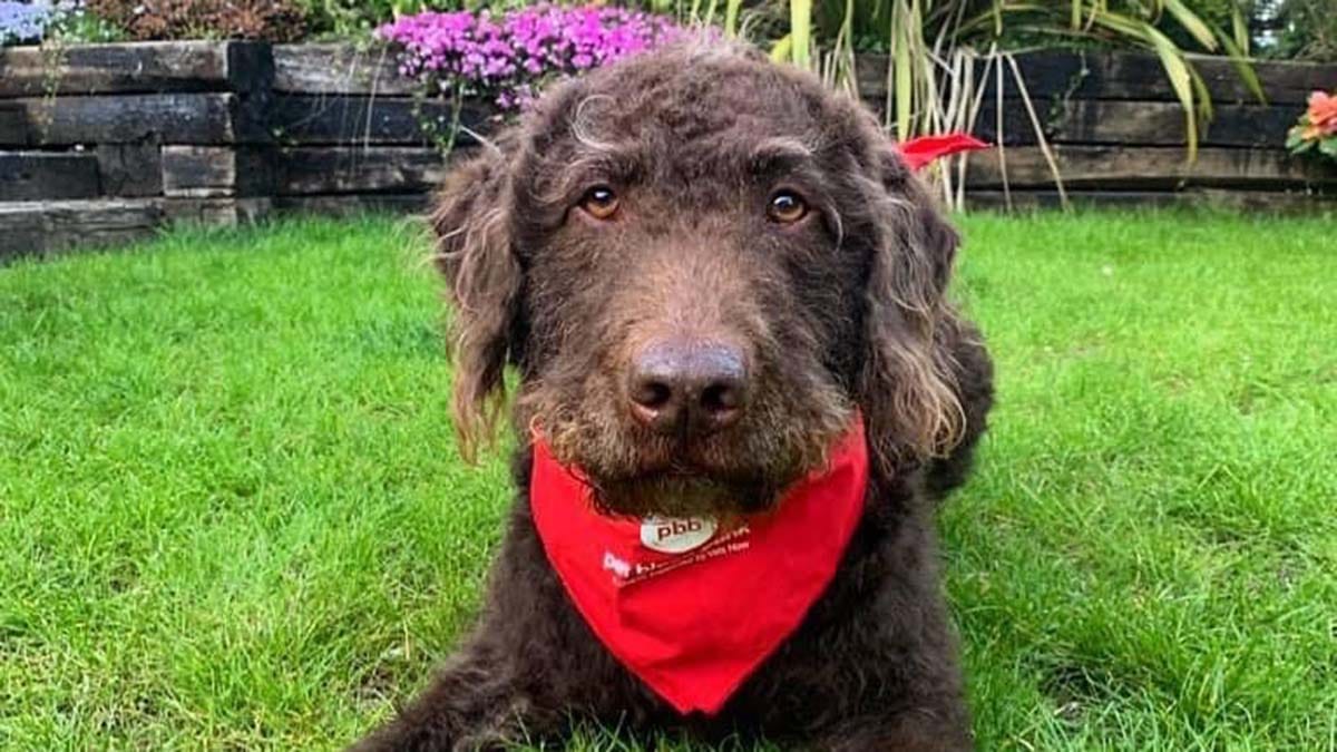 Blood donor dog Alfie