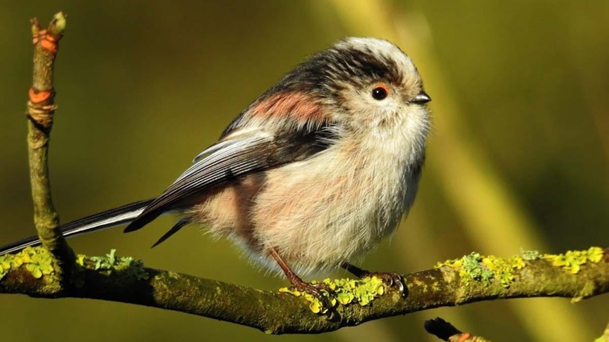 A long-tailed tit. Picture: Matt Wilkinson
