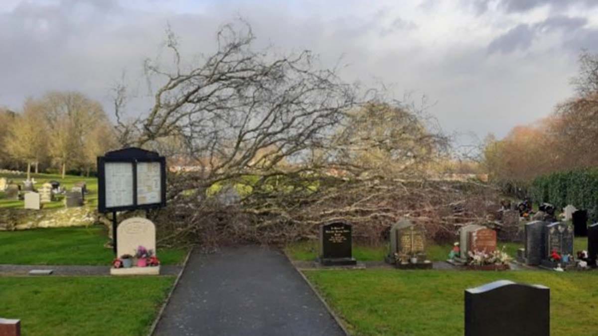 The fallen tree in Burntwood Cemetery